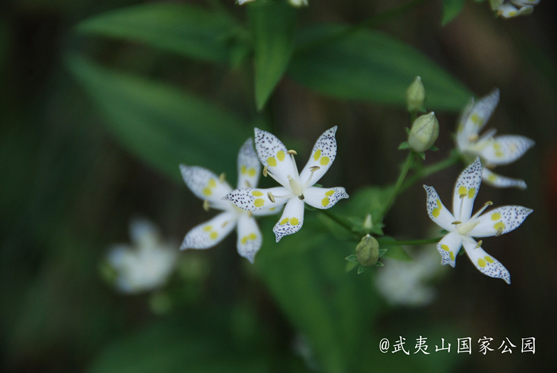   獐牙菜